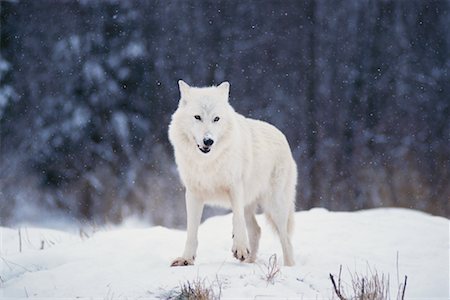 Loup arctique Photographie de stock - Rights-Managed, Code: 700-00165480