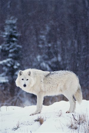simsearch:700-01199471,k - Arctic Wolf Foto de stock - Con derechos protegidos, Código: 700-00165481
