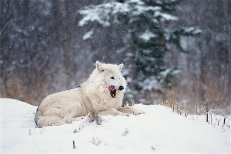 Arctic Wolf Foto de stock - Con derechos protegidos, Código: 700-00165482