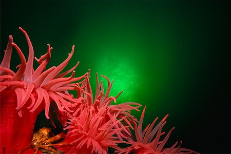 equinoideos - Crimson Anemones and Orange Decorator Crab Foto de stock - Con derechos protegidos, Código: 700-00165565