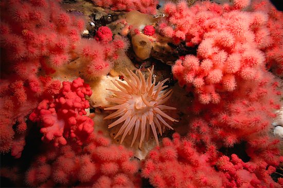 Sea Anemone and Pink Corals Foto de stock - Derechos protegidos Premium, Artista: Dale Sanders, Código de la imagen: 700-00165566