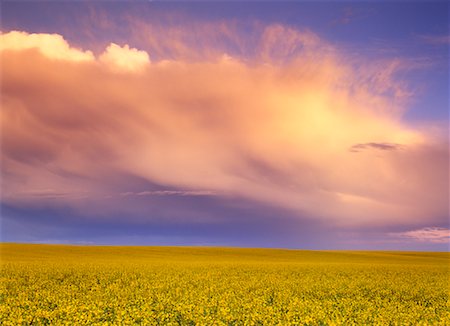 edmonton - Canola Field and Storm Clouds Stock Photo - Rights-Managed, Code: 700-00165583