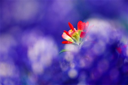 Pinceau et fleurs Bonnet bleu Photographie de stock - Rights-Managed, Code: 700-00165779