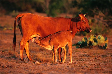 simsearch:400-07043437,k - Calf Suckling Cow Rio Grande Valley, Texas Fotografie stock - Rights-Managed, Codice: 700-00165787