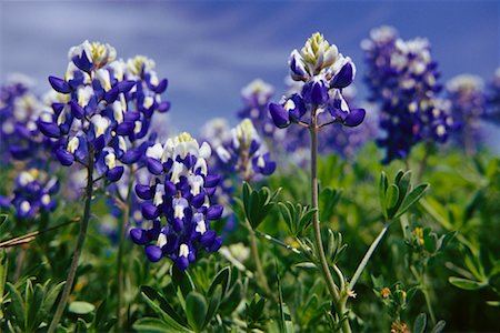 Blue Bonnet Flowers Stock Photo - Rights-Managed, Code: 700-00165783