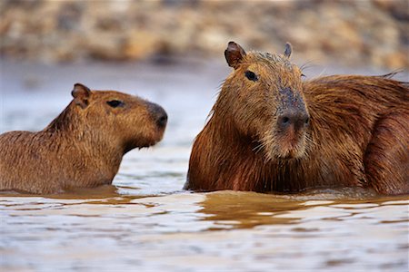 Capybara and Young Foto de stock - Con derechos protegidos, Código: 700-00165966