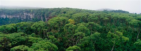 deciduous tree aerial view - Sinkholes Isla Santa Cruz Galapagos Islands, Ecuador Foto de stock - Con derechos protegidos, Código: 700-00166036