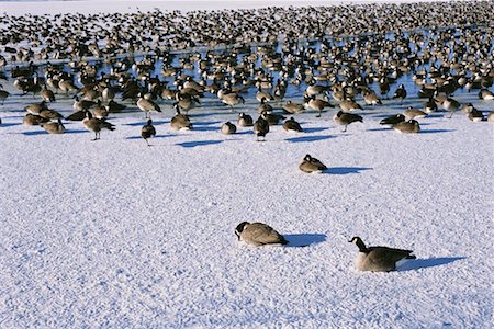 regina - Flock of Canada Geese on Ground Foto de stock - Con derechos protegidos, Código: 700-00166110