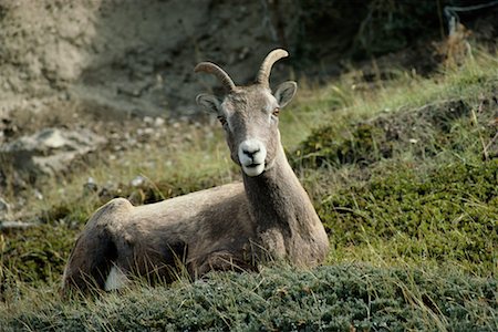 simsearch:400-04262308,k - Bighorn Sheep Jasper National Park Alberta, Canada Stock Photo - Rights-Managed, Code: 700-00166851