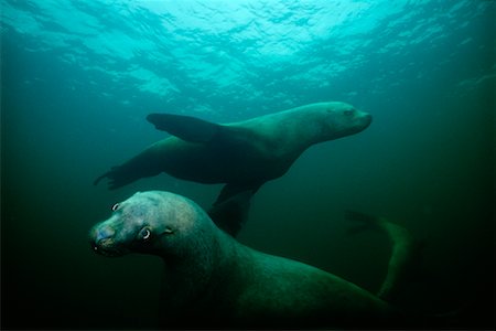 seal swimming underwater - Steller's Sea Lions Stock Photo - Rights-Managed, Code: 700-00166861