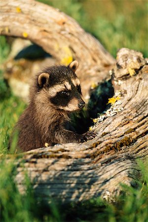 simsearch:700-00165433,k - Junge Waschbär Stockbilder - Lizenzpflichtiges, Bildnummer: 700-00166899