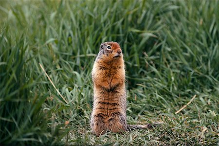 standing on hind legs - Gopher Photographie de stock - Rights-Managed, Code: 700-00166908