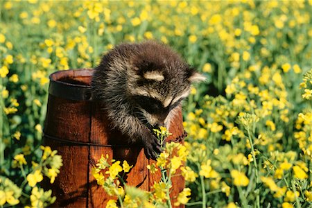 Young Raccoon Smelling Flower Stock Photo - Rights-Managed, Code: 700-00166900