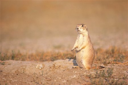 Black-Tailed Prairie Dog Stock Photo - Rights-Managed, Code: 700-00166910