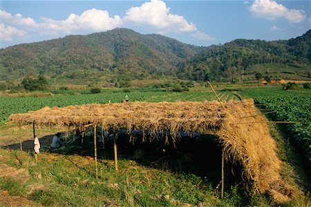 dried crop field - Tobacco Farm Chiang Rai, Thailand Stock Photo - Rights-Managed, Code: 700-00167197