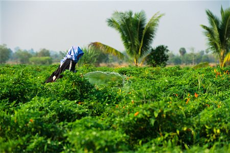 simsearch:700-01111927,k - Worker Watering Chili Crop Stock Photo - Rights-Managed, Code: 700-00167204