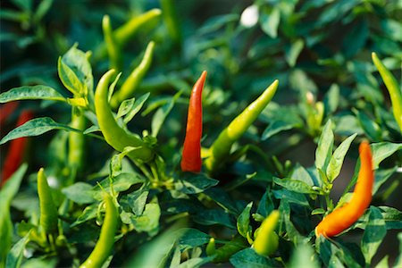 simsearch:700-01111927,k - Close-Up of Chili Pepper Bush Stock Photo - Rights-Managed, Code: 700-00167205