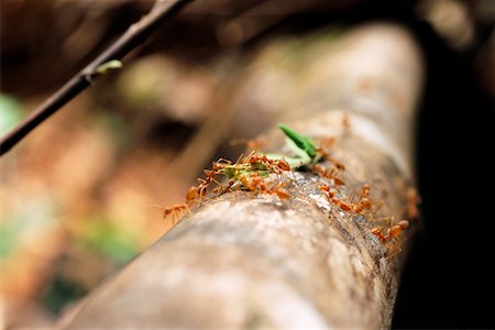 Close-Up of Ants Carrying Leaf Stock Photo - Rights-Managed, Code: 700-00167207