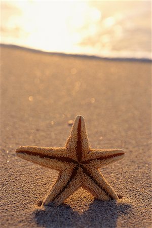 sea starfish pictures - Gros plan d'une étoile de mer Photographie de stock - Rights-Managed, Code: 700-00167629