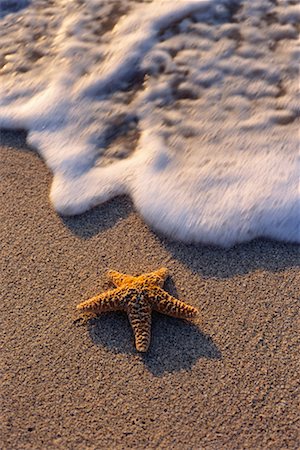 starfish beach nobody - Close-Up of Sea Star Stock Photo - Rights-Managed, Code: 700-00167630
