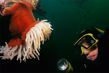 simsearch:400-04007432,k - Scuba Diver and Anemone Stock Photo - Rights-Managed, Code: 700-00167777