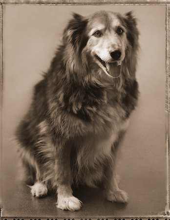 simsearch:700-00179159,k - Portrait d'un chien Photographie de stock - Rights-Managed, Code: 700-00167873
