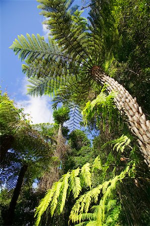 The Jamison Valley Blue Mountains, New South Wales Australia Foto de stock - Con derechos protegidos, Código: 700-00168520