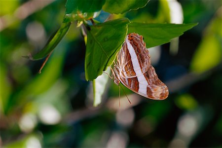 Soeur papillon Photographie de stock - Rights-Managed, Code: 700-00168634