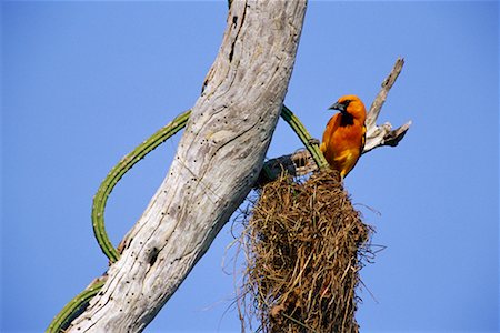 Altamira Oriole at Nest Foto de stock - Con derechos protegidos, Código: 700-00168649