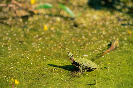 painted picture of algae - Painted Turtle Stock Photo - Rights-Managed, Code: 700-00168844