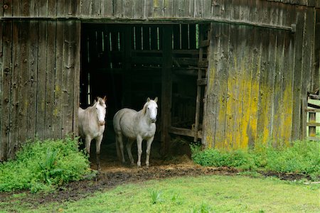 Horses Stock Photo - Rights-Managed, Code: 700-00168848