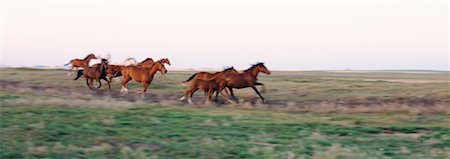 equus ferus - Horses Stock Photo - Rights-Managed, Code: 700-00168843