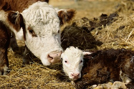 Hereford Cow with Newborn Calf Stock Photo - Rights-Managed, Code: 700-00168894