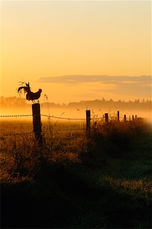 farmland bird view - Rooster Perched on Fence At Sunrise Stock Photo - Rights-Managed, Code: 700-00168904