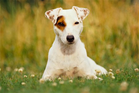 simsearch:700-00179159,k - Jack Russel Terrier Photographie de stock - Rights-Managed, Code: 700-00168914