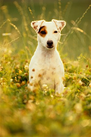 simsearch:700-00179159,k - Jack Russel Terrier Photographie de stock - Rights-Managed, Code: 700-00168916