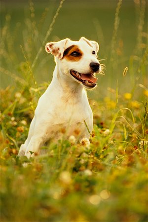 simsearch:700-00179159,k - Jack Russel Terrier Photographie de stock - Rights-Managed, Code: 700-00168917