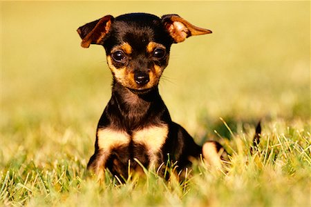 simsearch:700-00022245,k - Chihuahua Puppy Foto de stock - Con derechos protegidos, Código: 700-00168918
