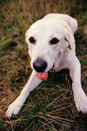 simsearch:700-00198278,k - Portrait of Yellow Labrador Retriever Stock Photo - Rights-Managed, Code: 700-00168927