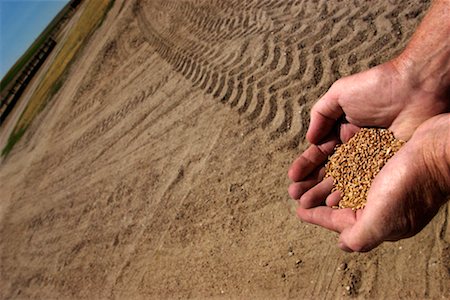 farmer soil and hand - Farmer's Hands Holding Wheat Grains Stock Photo - Rights-Managed, Code: 700-00168936