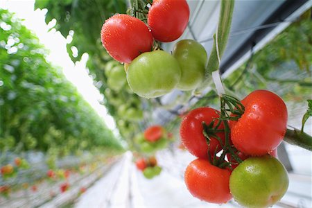 simsearch:859-03040238,k - Tomatoes Growing in Greenhouse Foto de stock - Con derechos protegidos, Código: 700-00168945