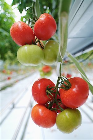 simsearch:859-03040238,k - Tomatoes Growing in Greenhouse Foto de stock - Con derechos protegidos, Código: 700-00168946