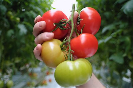 simsearch:700-00168950,k - Main tenant des tomates Photographie de stock - Rights-Managed, Code: 700-00168951