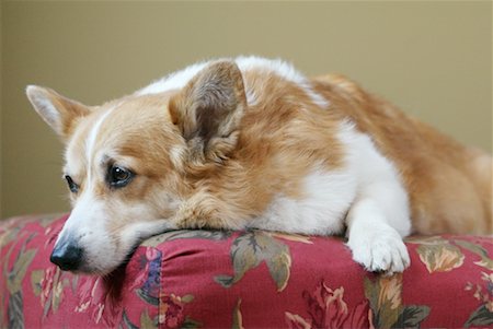 simsearch:700-00912301,k - Close-up of Corgi on Pillow Foto de stock - Direito Controlado, Número: 700-00168982