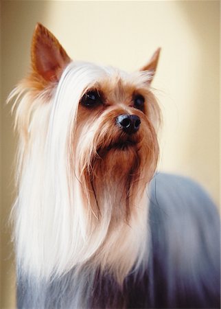 simsearch:700-01606909,k - Portrait d'Yorkshire Terrier Photographie de stock - Rights-Managed, Code: 700-00168991