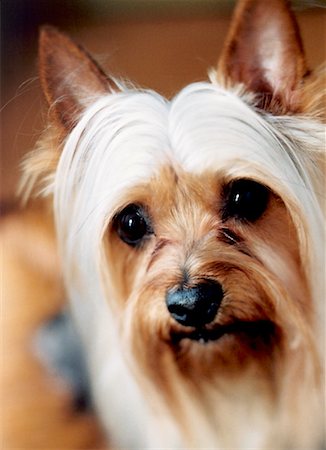 simsearch:700-00076413,k - Portrait d'Yorkshire Terrier Photographie de stock - Rights-Managed, Code: 700-00168992