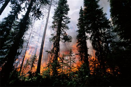 Forest Fire en Colombie-Britannique, Canada Photographie de stock - Rights-Managed, Code: 700-00169015