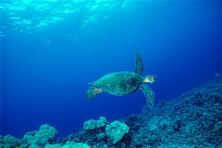 Grüne Meeresschildkröte Insel Hawaii, Hawaii, USA Stockbilder - Lizenzpflichtiges, Bildnummer: 700-00169030