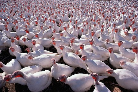 Turkeys Gardenton, Manitoba, Canada Foto de stock - Direito Controlado, Número: 700-00169053