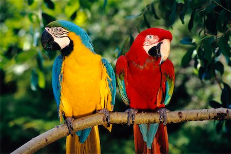 Blue and Gold Macaw with Green-Winged Macaw Stock Photo - Rights-Managed, Code: 700-00169065